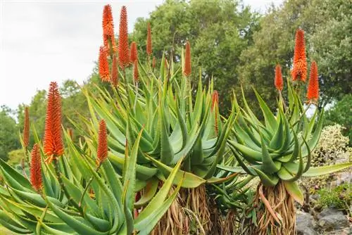 esperanza de vida del aloe vera