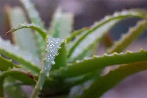 aloe vera uši