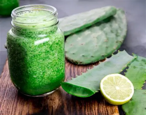 Aloe vera contro i parassiti: efficace per l'uomo e gli animali?