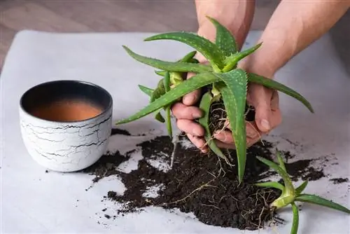 L'Aloe vera est pâteux ? Comment resoudre le probleme