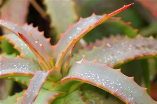 aloe vera qırmızıya çevrilir