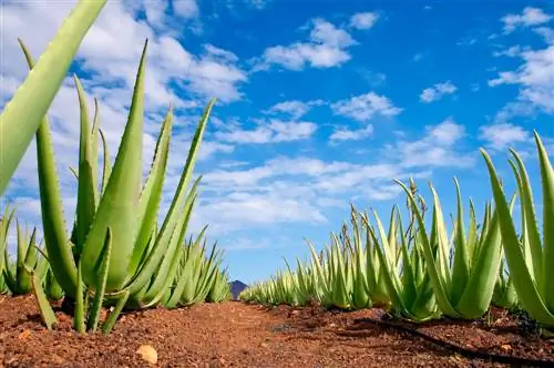 plantation d'aloe vera