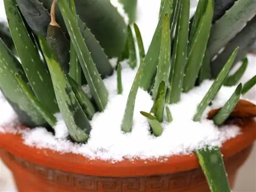 plante d'aloe vera congelée