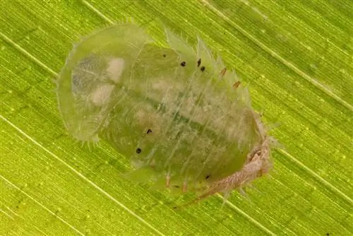 aloe vera miqyaslı böcəklər