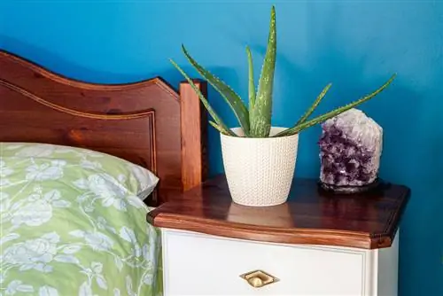 aloe vera slaapkamer