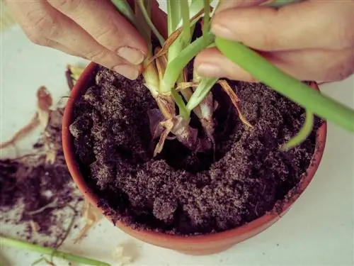 aloe vera punane vedelik