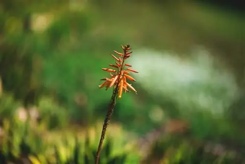 Aloe vera urug'ini yig'ish