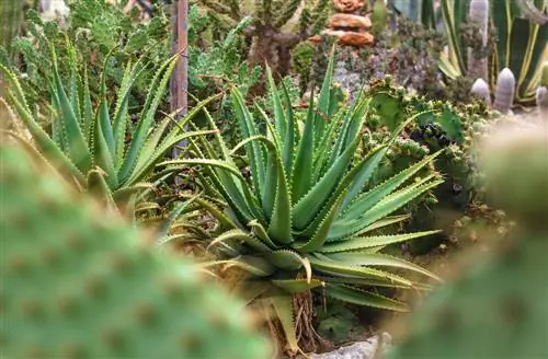 âge de l'aloe vera