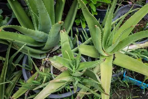 aloe vera popolnoma zrasla