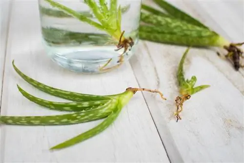 esquejes de aloe vera en agua