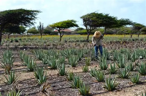 cultivo de aloe vera