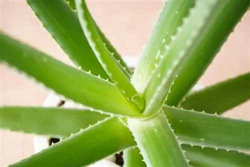 aloe vera e zbehtë