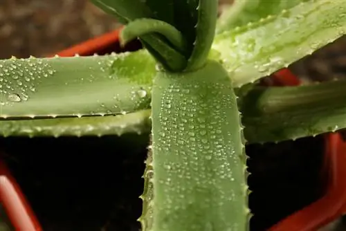 aloe vera besmetting