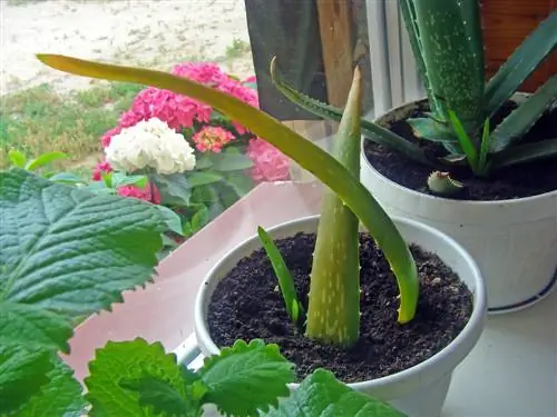 Aloe vera propagation: planting leaves made easy