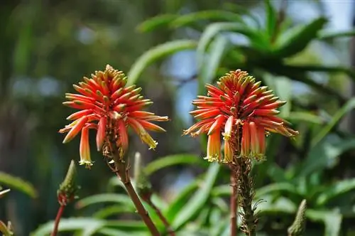 Couper les fleurs d'aloe vera