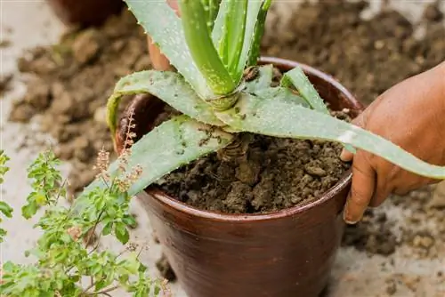 majani ya aloe vera kuning'inia