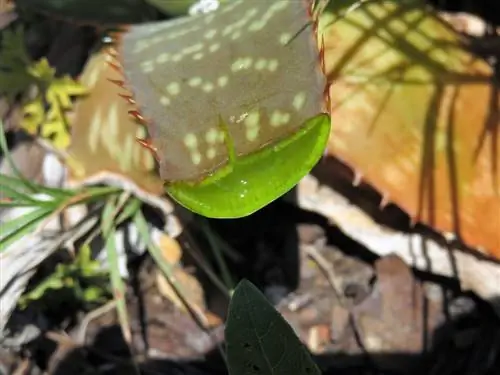 majani ya aloe vera huvunjika