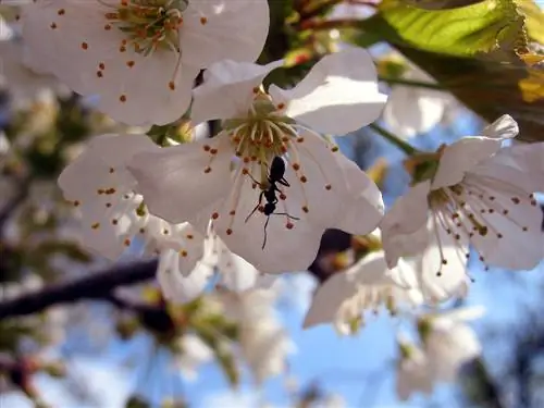 ants-on-the-cherry-tree