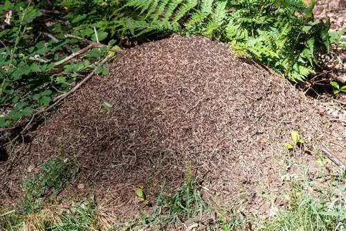 Ants in the garden: In which months are they active?