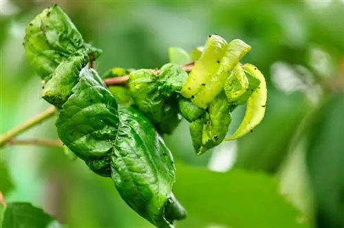 ants-on-the-peach-tree