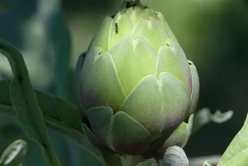 semut-di-artichoke