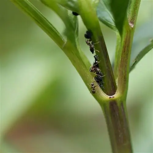 ants-on-dahlias