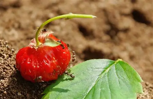 mieren-op-aardbeien