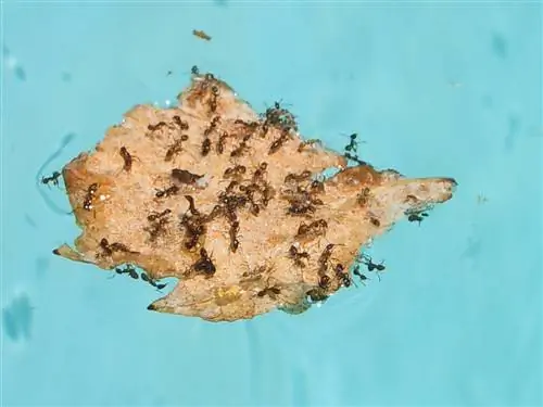 Ants at the pool: Effective remedies against the plague