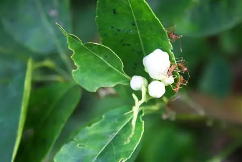 Miere op die suurlemoenboom: skadelik of nuttig?