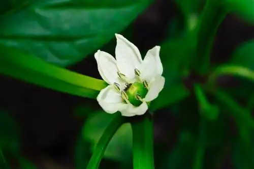 Fourmis sur les plants de poivrons : causes et solutions efficaces