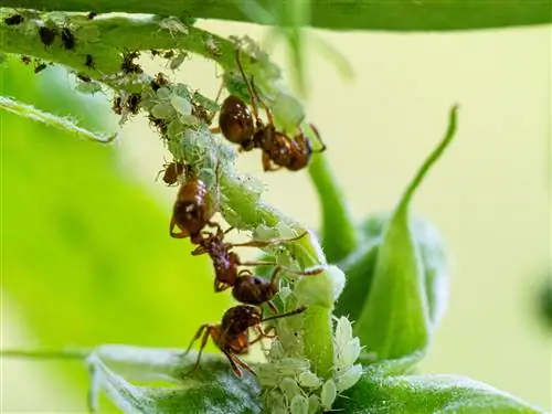 hormigas en plantas de pepino