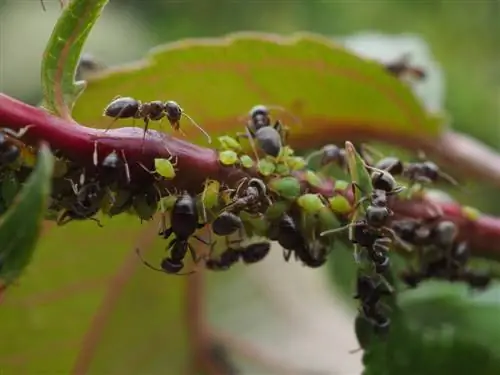 fourmis sur les groseilliers