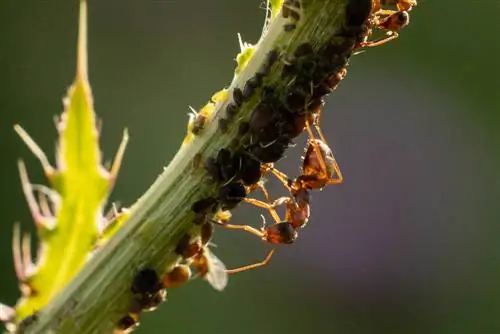 Ants on raspberries: causes, consequences and solutions