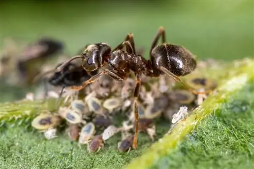 কোহলরাবিতে পিঁপড়া: কারণ, সমাধান এবং টিপস