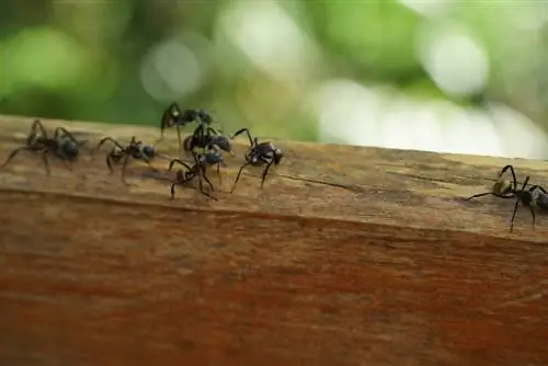 Ants rõdul: kuidas neid eemal hoida