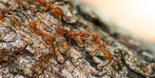 hormigas en el arbol