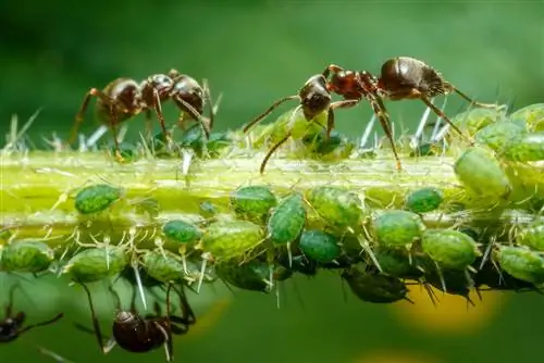 fourmis sur plantes