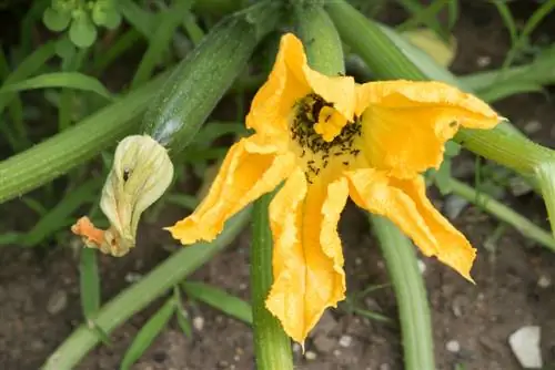 hormigas en la planta de calabacín