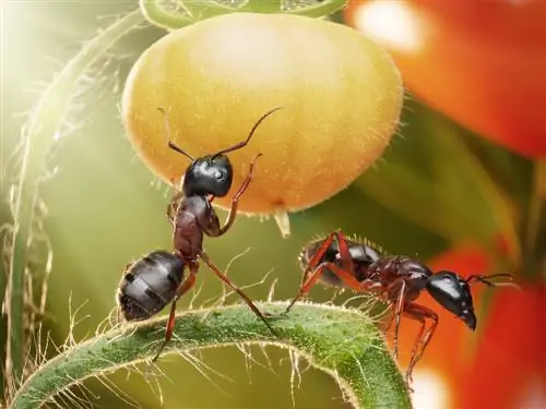 formiche sulle piante di pomodoro