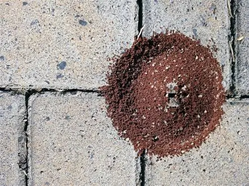 Fighting ants on sidewalks