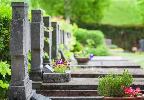 Ants on the grave: what to do and how to keep them away?