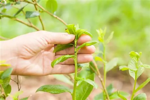 ant blueberries