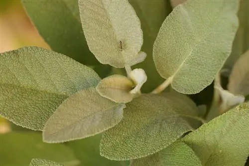 semut-on-sage