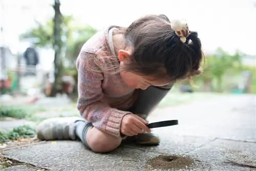 Watching ants with children: Fascination in the ecosystem