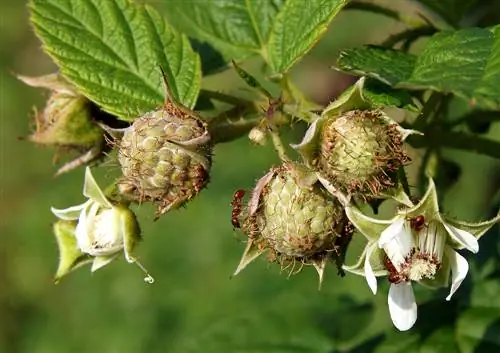 ant-berry bushes