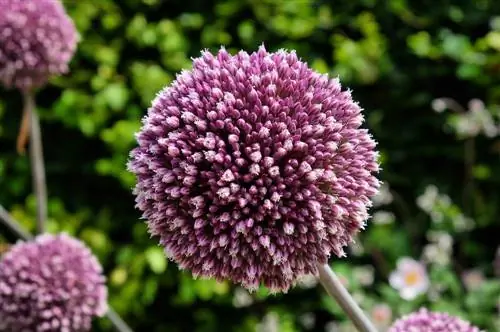 allium ուշ ծաղկում