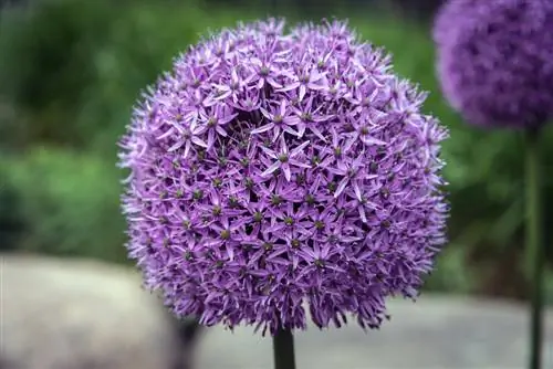 allium gladiator bloeitijd