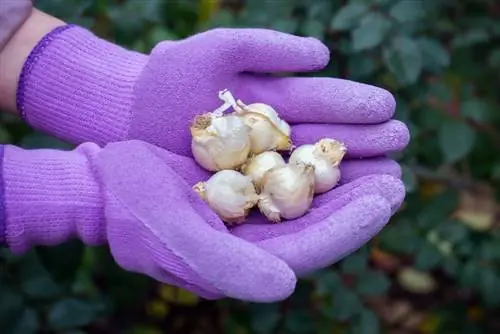 Allium gladiatorių augalai