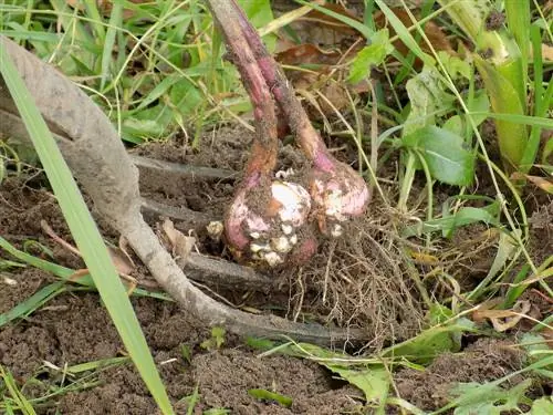 Kupandikiza vitunguu saumu vya mapambo: Hufanya kazi lini na jinsi gani?