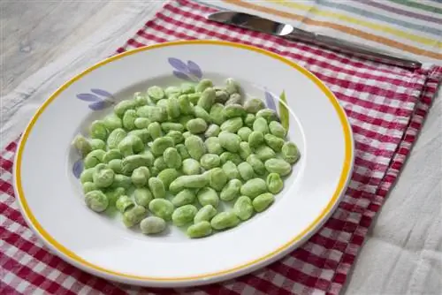 broad bean shelf life